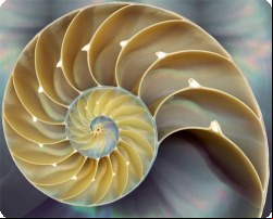 fibonacci roulette